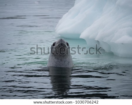 Close up of a crabeater seal looking at the camera with big brown eyes from blue green water in Paradise Bay, Antarctica. An iceberg is in the background.