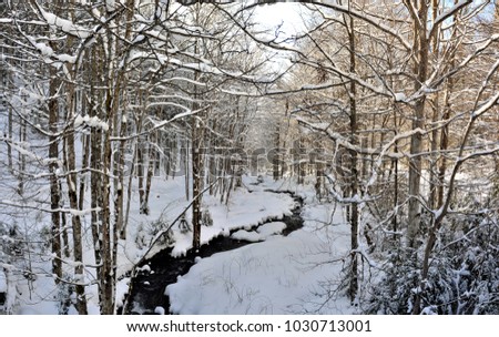 Stream in the forest, winter