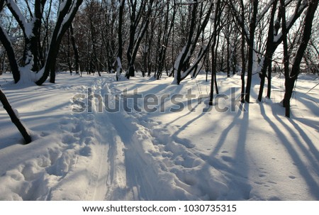 The beaten track by skis in the snow-covered forest.
