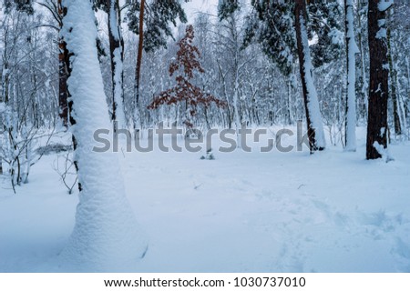Morning in the winter forest. At night, snow fell, he wrapped the wood with a snow blanket. Everything became beautiful, white and airy. In the morning the forest looked like a fairy tale.
