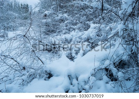 Morning in the winter forest. At night, snow fell, he wrapped the wood with a snow blanket. Everything became beautiful, white and airy. In the morning the forest looked like a fairy tale.
