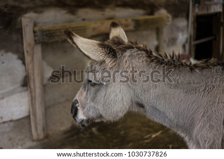 head of grey donkey side view inside barn