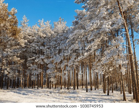 winter forest with snow-covered branches of trees. fairy beauty.