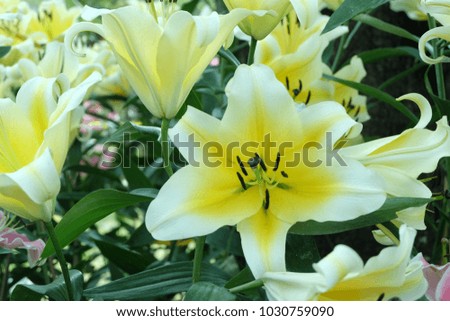 Beautiful White - Yellow  Lilly in the garden background, Blossoming Lillie.