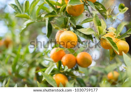 Mandarin tree with ripe fruits. Mandarin orange tree. Tangerine. Branch with fresh ripe tangerines and leaves image. Satsuma tree picture.