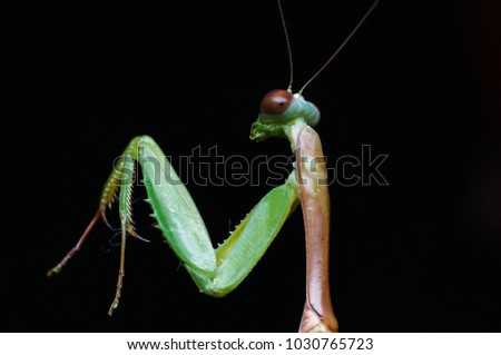 green mantis isolated on black