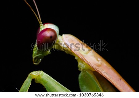 green mantis isolated on black