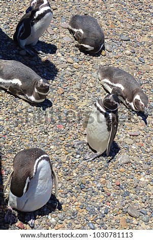 penguin group resting in the ground, Punta tombo, Patagonia, Argentina