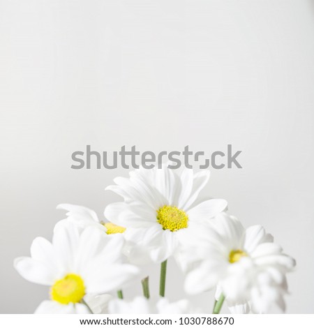 Bunch of White Daisy flowers  on bright  background close up. Spring Daisy flowers wallpaper.