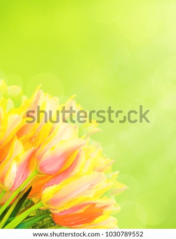White, yellow, pink beautiful tulips in spring time with sun rays and bokeh. Light green on background. Fresh spring composition for holiday cards, banners, web design.
