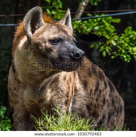 hyena looking for zookeeper