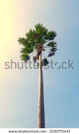 A very tall tree with a clear sky.