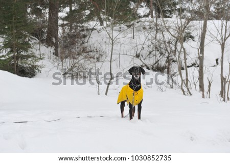 Photo of standing male doberman dog with snow on his face.  Snowy background and winter scene. Copy space to the left of horizontal image.  The dog is wearing a yellow coat.