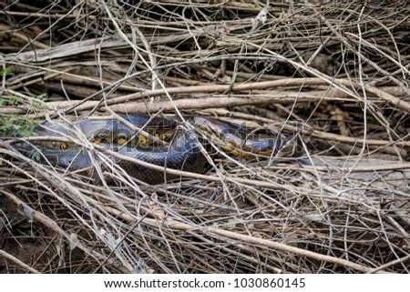 Anaconda  in the jungle of Surinam