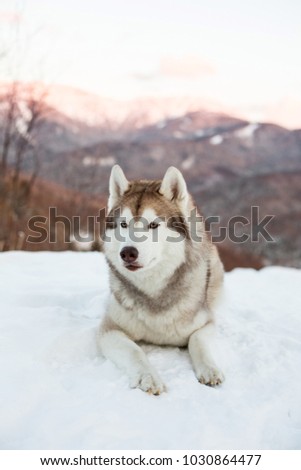 Portrait of Husky dog liying is on the snow in winter forest at sunset on mountain background in vertical orientation.