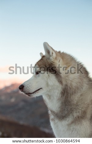Profile portrait of prideful Beige and White Siberian husky is on the snow . Close-up portrait of Husky dog sitting in winter forest at sunset.