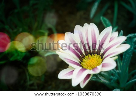 White and purple chrysanthemum 