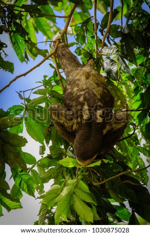 Sloth in the jungle of Surinam