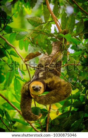 Sloth in the jungle of Surinam