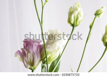 background flowers rose bud abstraction