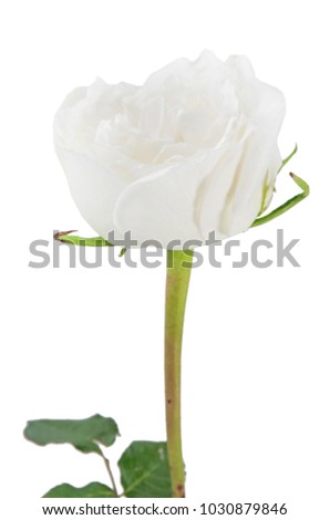 white rose isolated over white background