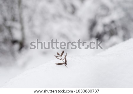 The winter leaf. Winter photography. Snow