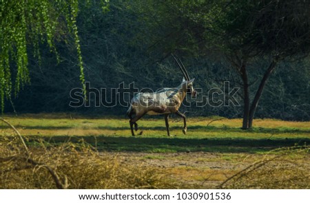 Oryx deer and nature 