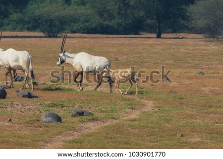 Oryx deer and nature 