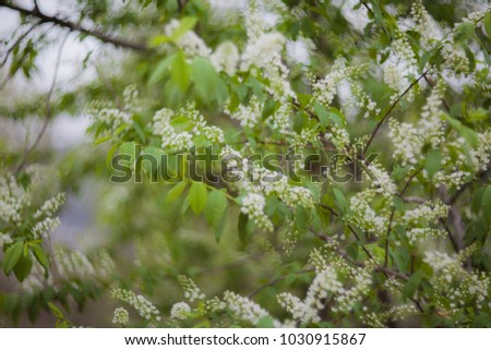 White flowers of bird cherry on a branch with green leaves, in spring, blossomed on a blurred background, on a sunny afternoon.