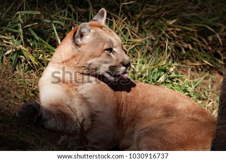 Mountain lion , cougar, puma portrait licking.