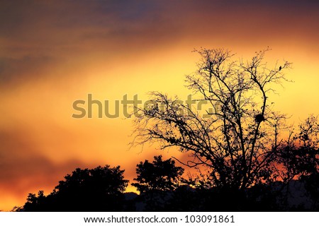 Tree in yellow sunrise sky