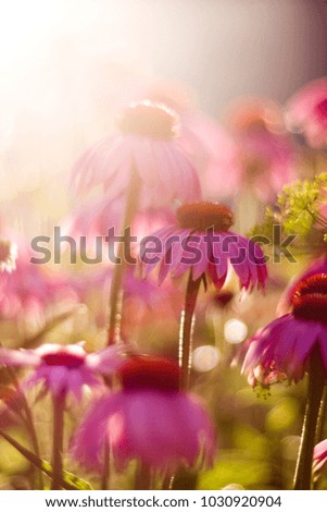 wildflowers in summer on a green background