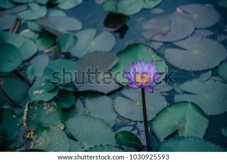 Purple lotus flower is a beautiful tropical plants in the pond with reflection water.