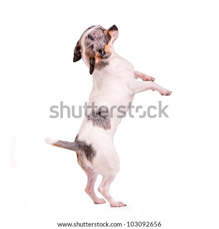 Chihuahua dancing on hind legs, isolated on white