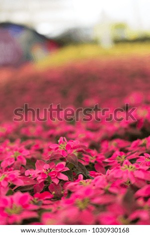 A scenic romantic landscape background picture of pink flowers in a garden with blurred background in Thailand. Vertical shot.