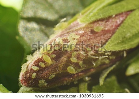 Plant louse colony parasiting on the hibiscus  bud