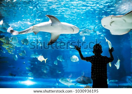 Kid watching the shoal of fish swimming in oceanarium Royalty-Free Stock Photo #1030936195