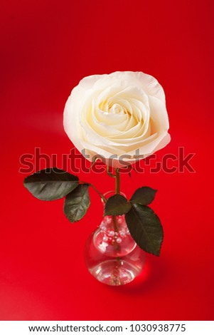 White rose in a glass vase on a red background