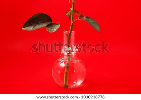White rose in a glass vase on a red background