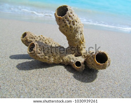 Aplysina archeri, stove-pipe sponge on sand.
A small coral in the form of a tube was thrown by ocean waves on the Miami beach after the storm. Bright sunny morning macro picture.