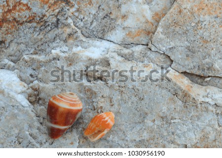 fossil shells on the sedimentary rock.