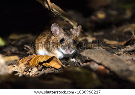 Wild forest mouse at night in the light of a lantern