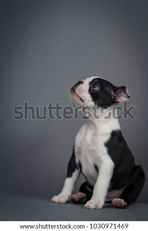 Boston terrier puppy in the studio posing. So cute terrier.