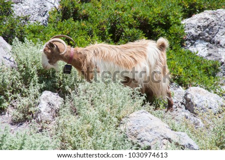 Goat in the mountains on Crete, Greece