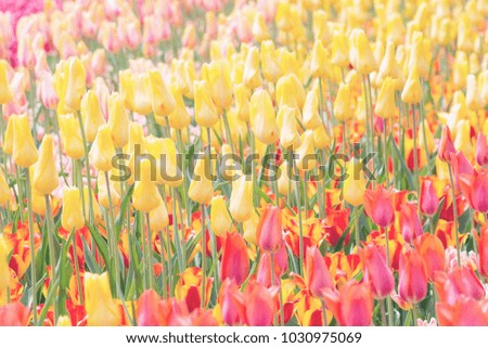 Yellow, red and pink tulips in a Keukenhof park background. Toned picture, soft focus.