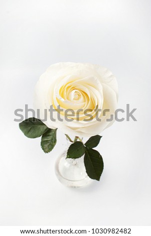 White rose in a glass vase on a white background