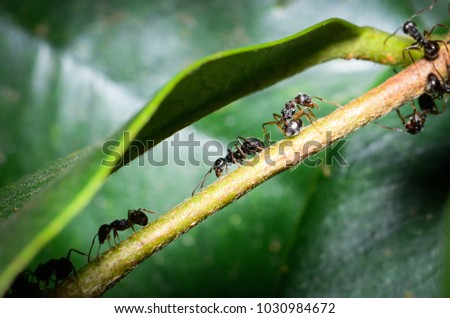 Cocoa Black ants [Dolichoderus thoracicus (Smith, 1860)]