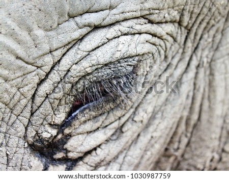 Young elephant`s eye. Made in the Chitwan national park, Nepal.