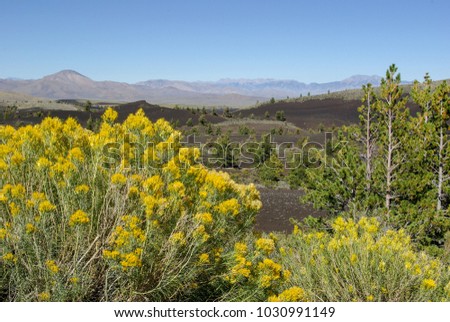 Landscape view of Craters of the Moon Monument with sagebrush and trees in the foreground