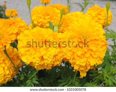 Marigolds flowers in the garden,
calendula flowers,